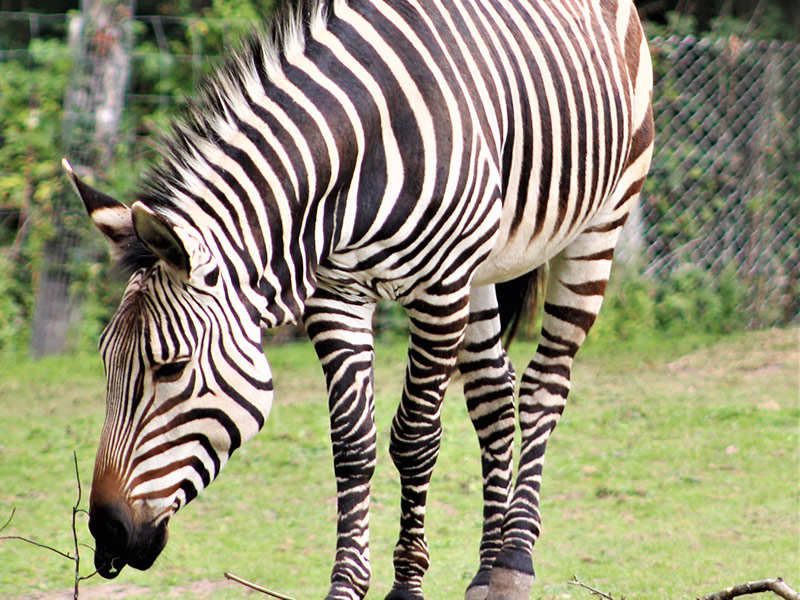 Hartmanns-zebra-animals-Blackpool-Zoo-main