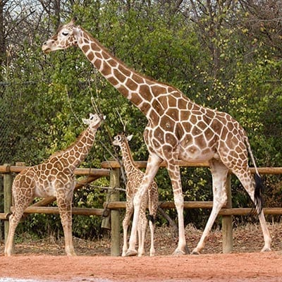 giraffes_feature