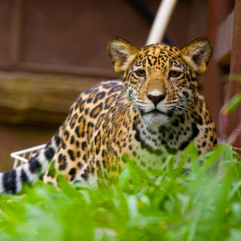 wildlife-animals-exchange-services1